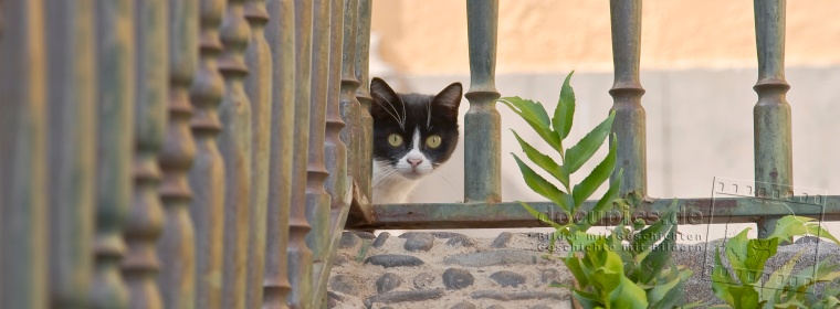 Mieze © docupics.de